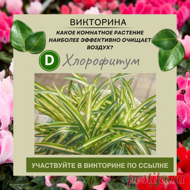 Какое комнатное растение наиболее эффективно очищает воздух? - Узнайте правильный ответ в нашей викторине по ссылке