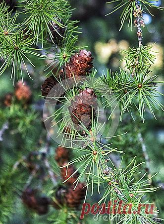 Stock Photos, Royalty-Free Images & Video Footage By Dreamstime Stock Photography