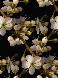 Анимированные фоны