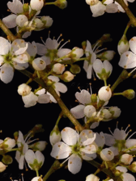 Анимированные фоны