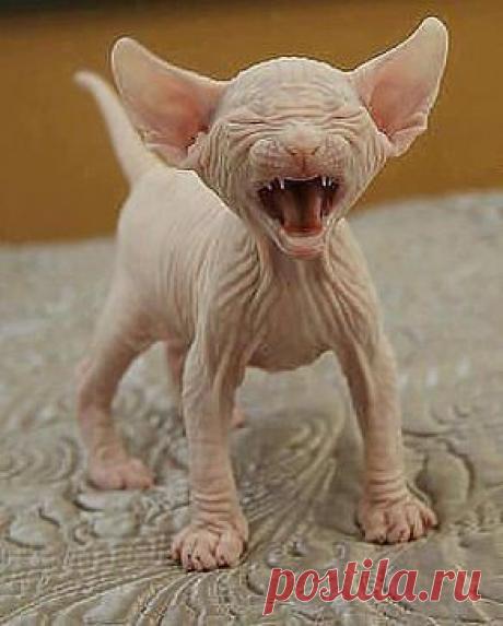 Одноклассники