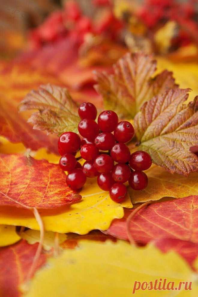 Пин на доске Autumn