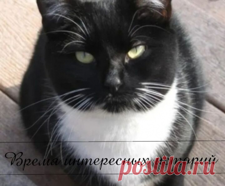 Игнат уже открыл свою машину, как вдруг замер, увидев напротив кота, который сонно щурился на утреннем солнышке. Кот был вылитый Тишка, так звали котика его мамы. Тишки нет уже несколько лет, а мама все никак не может успокоиться. Своего кота она очень любила. 
Игнат даже не сомневался - кота надо срочно ловить, для мамы это будет лучший подарок! А кот был только рад тому, что его заметили и взяли на ручки. Он убегать и не думал. 
Только вот время поджимало - на работу Игн...