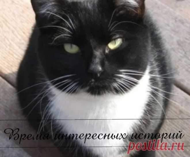 Игнат уже открыл свою машину, как вдруг замер, увидев напротив кота, который сонно щурился на утреннем солнышке. Кот был вылитый Тишка, так звали котика его мамы. Тишки нет уже несколько лет, а мама все никак не может успокоиться. Своего кота она очень любила. 
Игнат даже не сомневался - кота надо срочно ловить, для мамы это будет лучший подарок! А кот был только рад тому, что его заметили и взяли на ручки. Он убегать и не думал. 
Только вот время поджимало - на работу Игн...