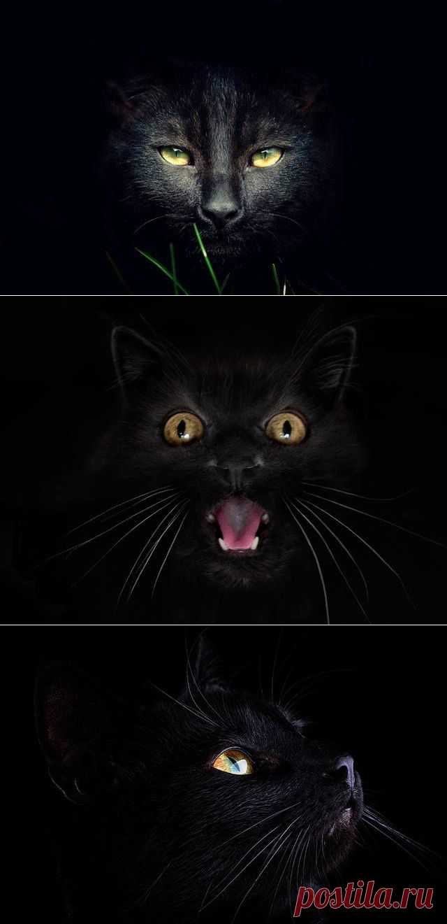 Фотоальбом чёрных котов