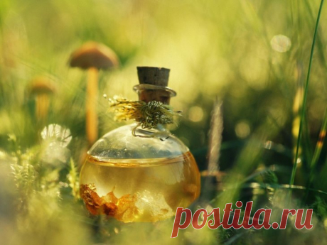 Масло расторопши — особый ингредиент для лечения болезней