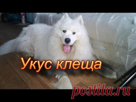Собаку укусил клещ. Пироплазмоз. Лечение.