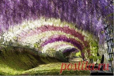 парк цветов Асикага, Япония