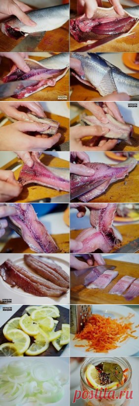 Селедка
