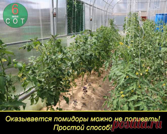 Я приезжаю на дачу только по выходным, так как расположена она далековато и возможности приехать что-то полить после работы у меня нет. И если в открытом грунте что-то еще поливается дождями в перерывах между моими приездами, то в теплице к выходным пустыня Сахара. И это было проблемой до некоторого времени.

Оказалось выйти из положения достаточно просто - нужно засыпать слоем сантиметров 7-10 всю почву под растениями мульчей. Ей может быть сено, солома, опилки, скошенная...
