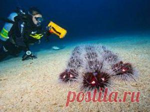 Поисковая система orpoisk