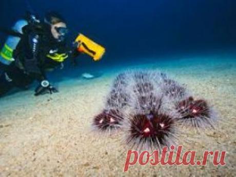 Поисковая система orpoisk