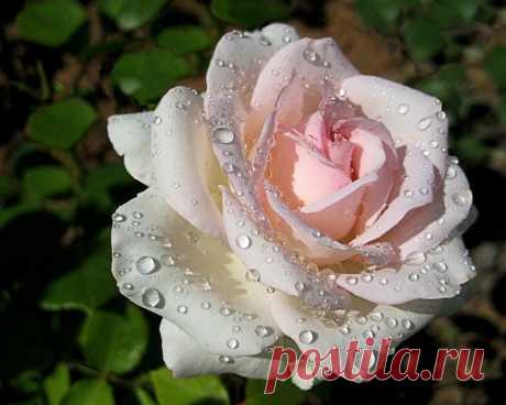 sannata2000 — «Любочка, с Днем рождения!! ))))))» на Яндекс.Фотках