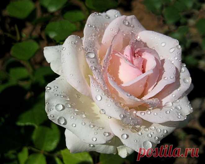 sannata2000 — «Любочка, с Днем рождения!! ))))))» на Яндекс.Фотках