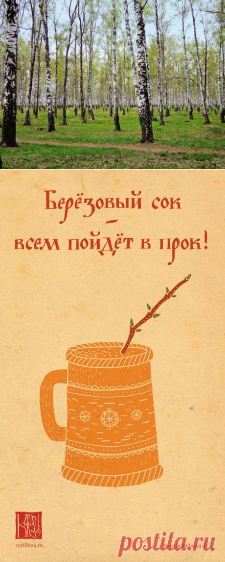 7 фактов о березовом соке | Я ЗДОРОВ!