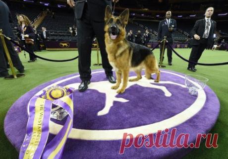 Ежегодная выставка собак в Нью-Йорке / Питомцы