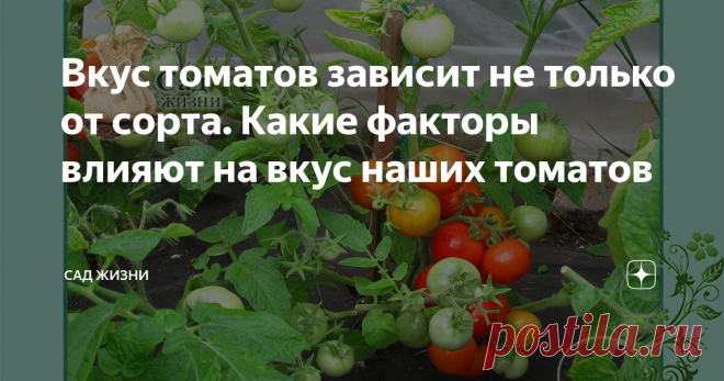 Вкус томатов зависит не только от сорта. Какие факторы влияют на вкус наших томатов Как влияет на вкус томатов наследственность, окружающая среда, агротехника выращивания, условия хранения.