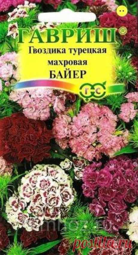 Гвоздика турецкая махровая Байер смесь 0,2 г (Гавриш) - купить по лучшей цене в Ульяновске от компании "Симбирскхозторг" Гвоздика турецкая махровая Байер смесь 0,2 г (Гавриш). Подробная информация о товаре и поставщике. Цена и условия поставки.