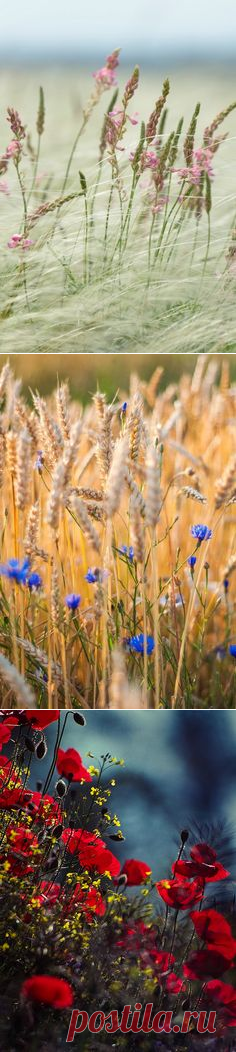 (1077) Wildflowers | Strange flowers