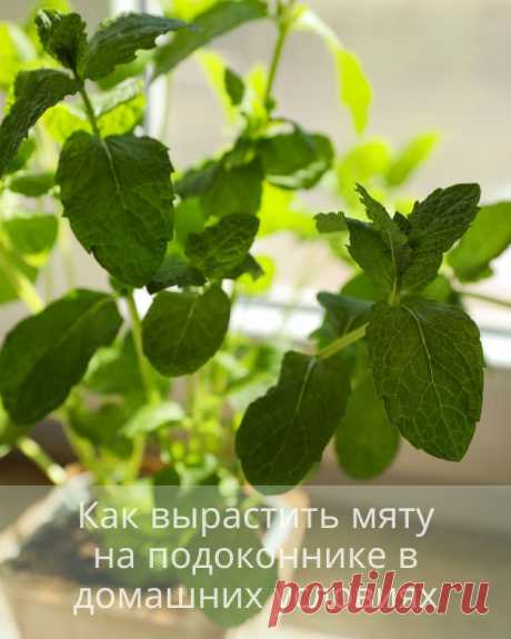 Как вырастить мяту на подоконнике в домашних условиях — Домашние заботы