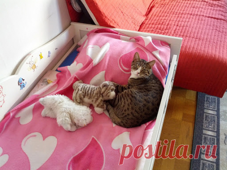 Koты уверены, что это для них
