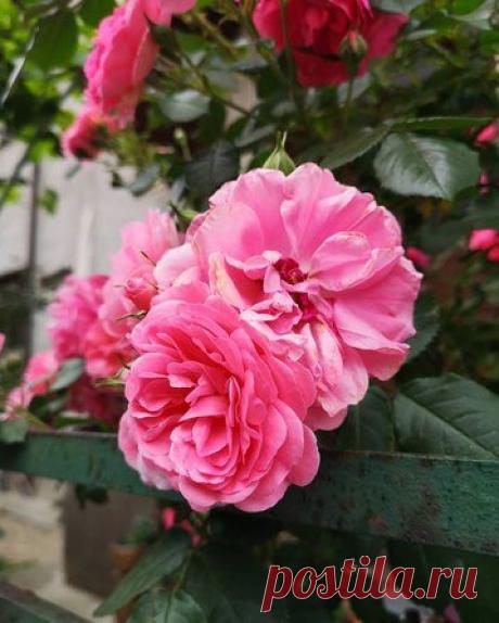 Растения, которые всегда должны расти рядом