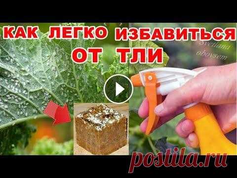 ТЛЯ БОИТСЯ ЭТОГО КАК ОГНЯ.КАК ЛЕГКО БЕЗ ХИМИИ УНИЧТОЖИТЬ ТЛЮ,ПАУТИННЫЙ КЛЕЩ,ТРИПСЫ,ЦИКАДКУ И ДР. СОВЕРШЕННО БЕЗОПАСНЫЙ МЕТОД БОРЬБЫ С СОСУЩИМИ ВРЕДИТЕЛЯМИ.ПОСЛЕ ОБРАБОТКИ МОЖНО ПРОСТО ПОМЫТЬ И СЬЕСТЬ. ТЛЯ БОИТСЯ ЭТОГО КАК ОГНЯ.КАК ЛЕГКО БЕЗ ХИМИИ ...