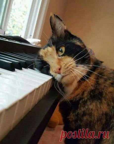 Прикольных котов пост - ЯПлакалъ