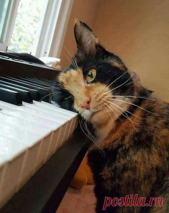 Прикольных котов пост - ЯПлакалъ