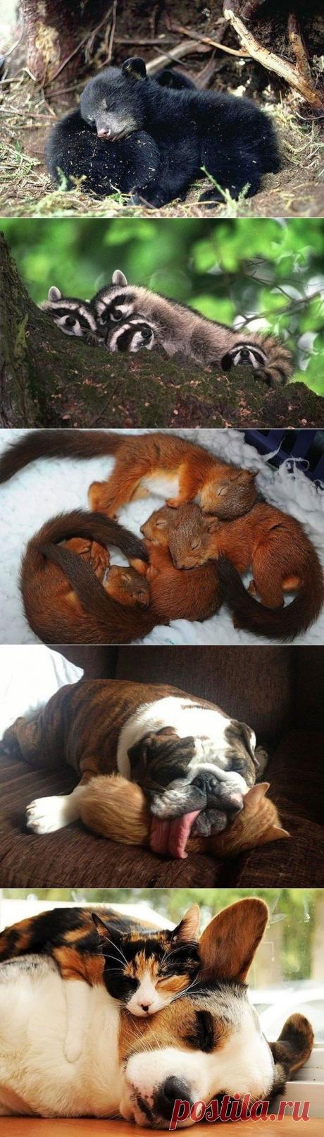 Пушистые подушки: спать на товарище мягче и приятнее