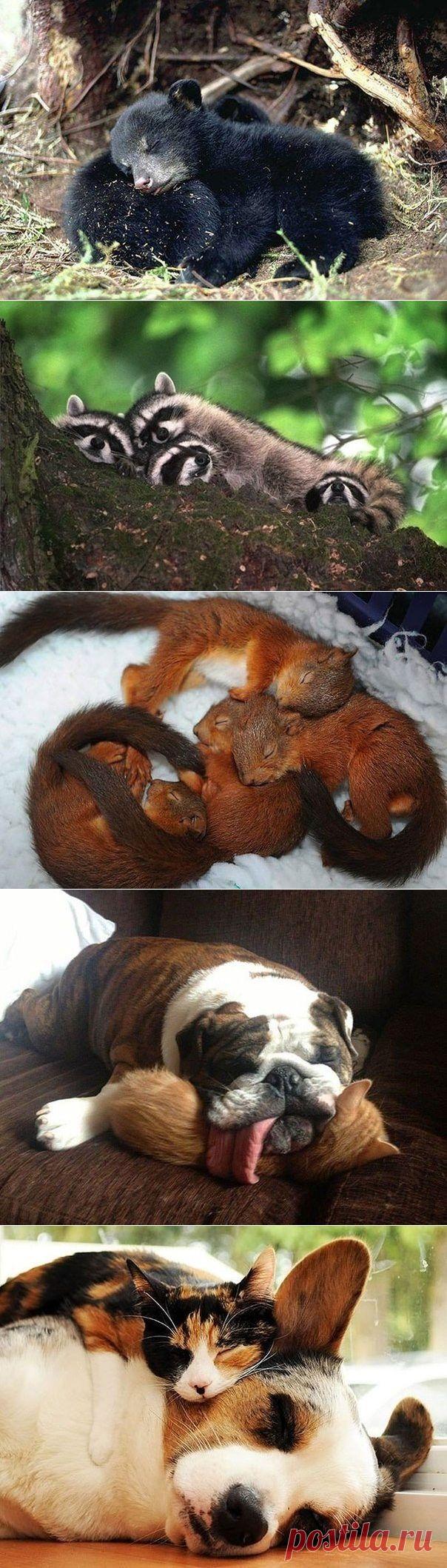 Пушистые подушки: спать на товарище мягче и приятнее