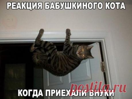 Очень забавные коты! )