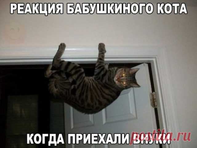 Очень забавные коты! )