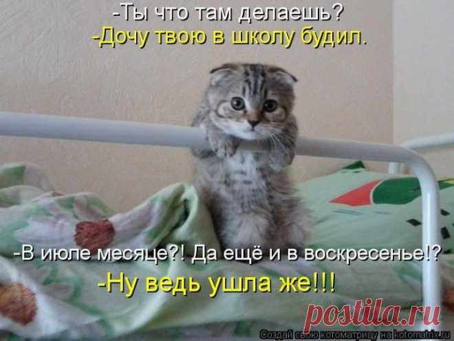 (+1) тема - Смешные котики-такие прикольные и уморительные!!! | Четвероногий юмор