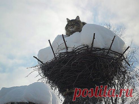 (1) Одноклассники