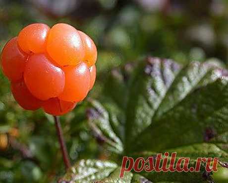 Полезные свойства морошки