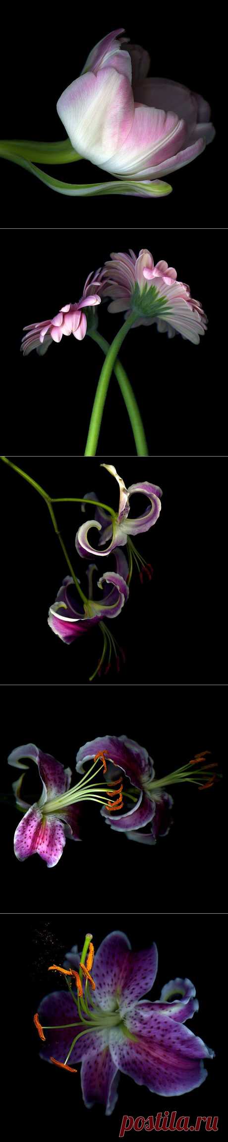 Красота на черном фоне..