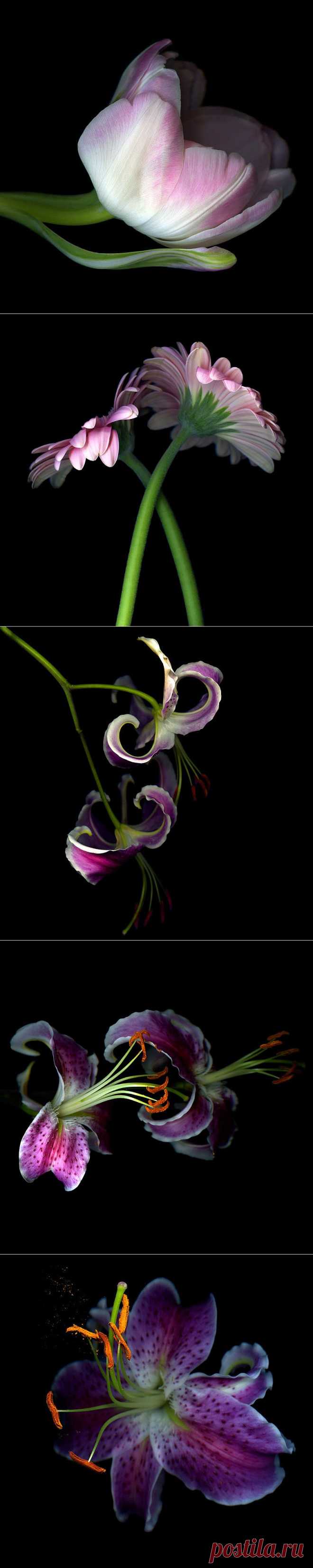 Красота на черном фоне..