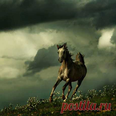 Фотографии лошадей Войтека Квятковски
