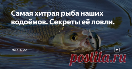Самая хитрая рыба наших водоёмов. Секреты её ловли. 👋🎣 Опытный рыбак рассказал, какая рыба самая хитрая! 🐟