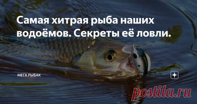 Самая хитрая рыба наших водоёмов. Секреты её ловли. 👋🎣 Опытный рыбак рассказал, какая рыба самая хитрая! 🐟