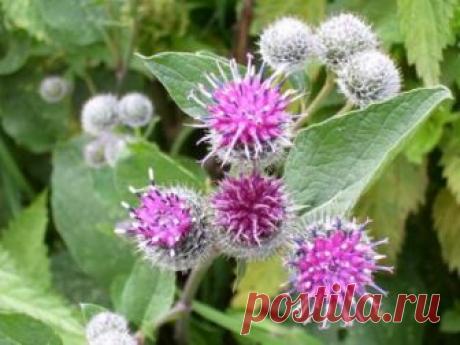 ЛОПУХ - Российский женьшень с медвежьей силой  Лопух – это российский женьшень, чудо-корень, запасы его неограниченны.Используется как пищевое растение и для лечения рахита, при аллергиях, диатезах, почечнокаменной болезни, подагре, сахарном диаб…