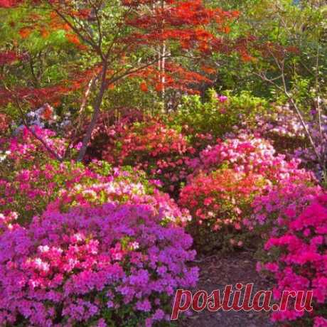 ЦВЕТУЩИЕ КУСТАРНИКИ...