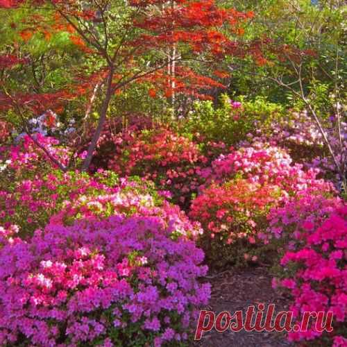 ЦВЕТУЩИЕ КУСТАРНИКИ...