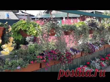 Мой цветущий двор!🌱Красота своими руками!🦋🌺 //My garden! Beauty with your hands!