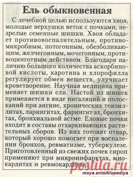 Ель обыкновенная