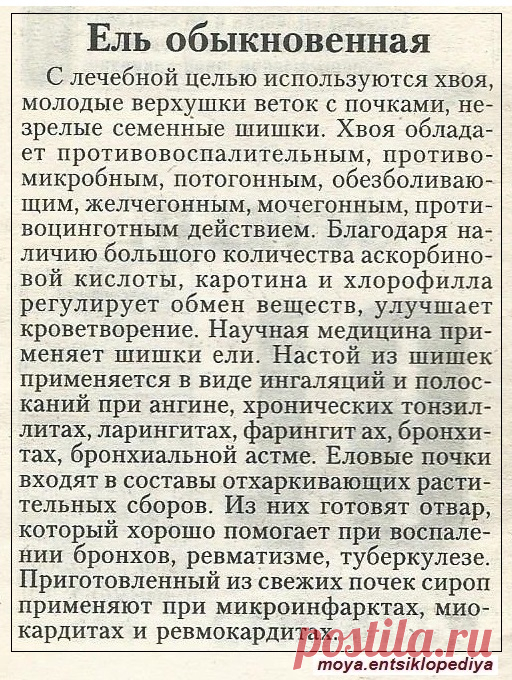 Ель обыкновенная