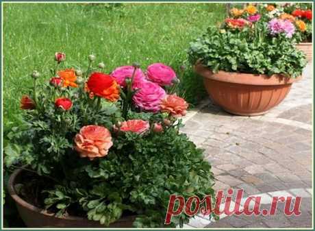 Ранункулюс (Ranunculus) фото. Цветы для вазонов.
