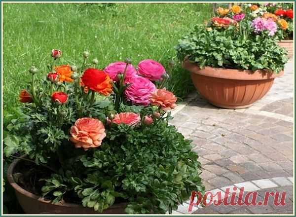 Ранункулюс (Ranunculus) фото. Цветы для вазонов.