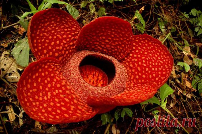 Цветок раффлезия | Хвастунишка